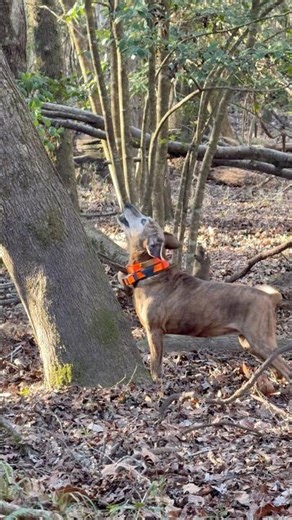 SMART SQUIRREL DOG #dog #squirrel #hunting #hunt #shorts #outdoors #squirrelhunting