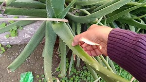 Unique benefits of aloe vera!  #videoviralシ #viralvideoシ #trandingvideo #technology #cr7 #bhabhi #ganga | comedy LLB 555 | Facebook