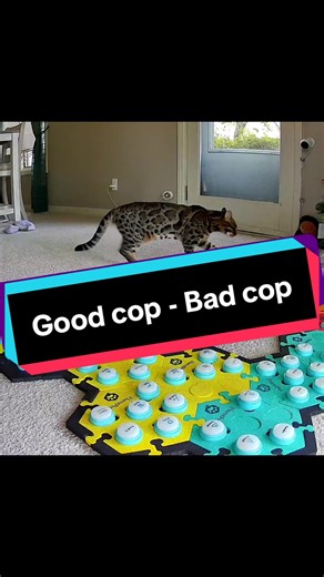 This interaction is confirming the theory that she uses Mouse Toy to get what she wants. While it may not always be the case, Mouse Toy can have influence on my decisions and we all know this. He's just so polite. How can I tell him no after he tells me he loves me?! *At the time, I didn't realize Mouse Toy was the one loving me until I watched the video. My heart melted immediately and out came the paddleboard! I understand this is reinforcing Mouse Toy's asks and tbh I'm really ok with that be