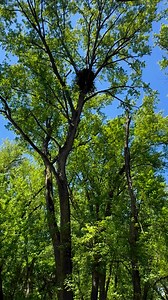 30 reactions | Eagle nest | Coppervine Feeders | Facebook