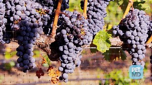 Grape and raisin toxicity is well documented in dogs. Learn more: https://goo.gl/bthzEc | PetMD