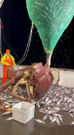 Giant Deep-Sea Crab Falls From Fishing Net! 😱🦀