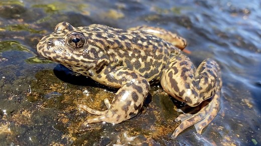 Devastating frog pandemic takes hopeful turn