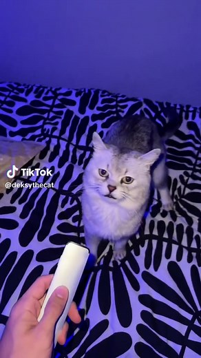 Cat Barking Video Compilation - Funny Kittens Making Hilarious Sounds