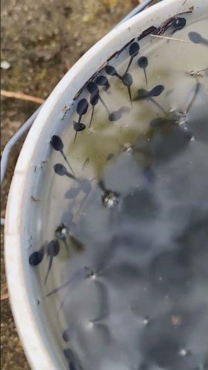 Tadpoles growing in a bucket #frogs #frogspawn #garden #tadpoles #nature #naturelovers
