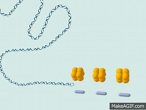 3D structure of chromosome on Make a GIF