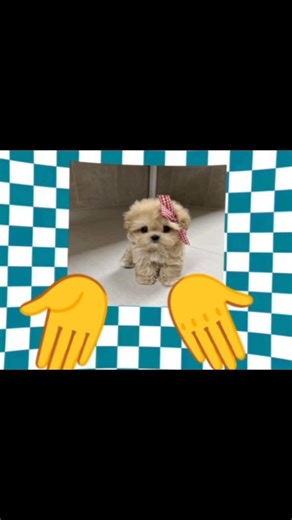 Umamusume Trend🌷🐾 #dogs #suscribe #hello #trend #humor