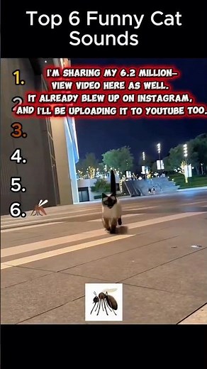 This Cat Sound Video Got 7.2M Views 😹 Top 6 Funniest Cat Noises