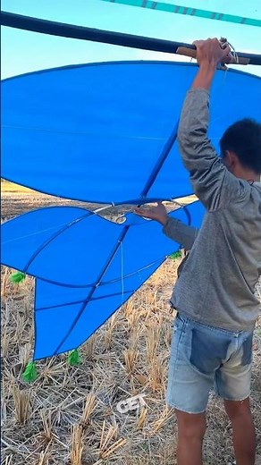 Proses penerbangan layangan kaksekaan sendaren dut dut #layangan #gapangan #layanglayang #kite