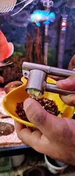 طرق استخدام افضل مضاد حيوي لاسماك الزينة لتقوية مناعتها ضد الامراض والديدان المعوية (( الثوم ))