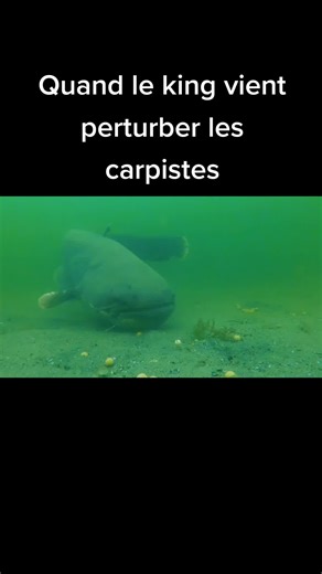 Le silure reste le plus gros poisson de nos courts d'eau en France et en Europe. Son alimentation reste très variée #silures #silure #pechesilure #poissons #nokill #silureglane #siluredefrance #siluredurhone #siluredegaronne #siluro #monstercatfish #carnassier #amorcage #amorcagecarpe #pourtoi #fyp #foryou #foryoupage