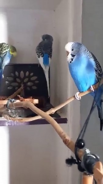 Pretty parakeets make themselves even prettier!