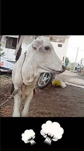 Cow Calf Mooing Sound