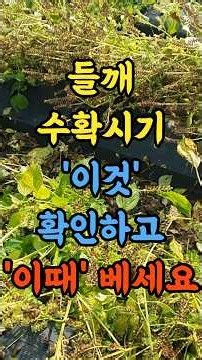 들깨 수확시기 올핸 이것 확인하고 이때 베세요