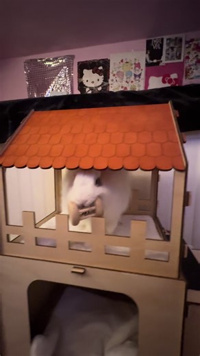 Mad Bunny's Rage Baiting Gone Wrong!