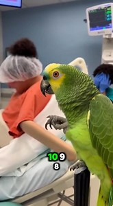 124K views · 2.6K reactions | Savage Talking Parrot Destroys Cops & Doctors 列 | Viral Comedy Gold | Crazy Parrot Tv | Facebook