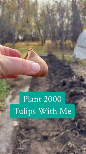 Come and plant 2000 tulips with me! We’re doing a few in crates this year as an experiment, I’ll let you know if I can get things to work for me. #zone3gardening #coldclimategardening #shortseasongardening #gardeningtips #flowerfarmer | Shifting Roots