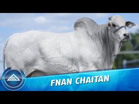FNAN Chaitan