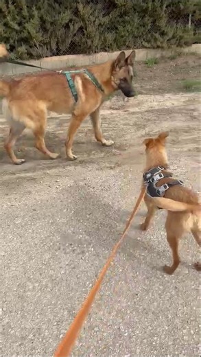 chien berger belge malinois à l'adoption découvrez ALIKAM