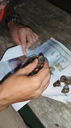 3.7K reactions · 202 comments | It's a high-quality protein source, rich in essential amino acids like leucine, lysine, and valine. Snails are also packed with vitamins and minerals like iron, calcium, and magnesium, and their meat is low in fat compared to conventional meats. #snail #snailcurry #SnailDish | Rahul Deka | Facebook