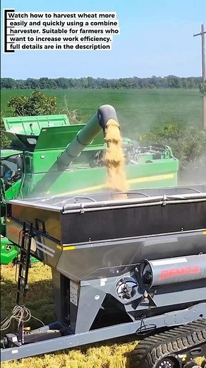 Modern Wheat Harvest: Efficient Method with a Combine Harvester