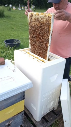 If you're interested in your own Primal Bee hive, message me for a serious discount code. I'll be unboxing the new kit very soon. #primalbee | Swarmstead Bees and Gardening