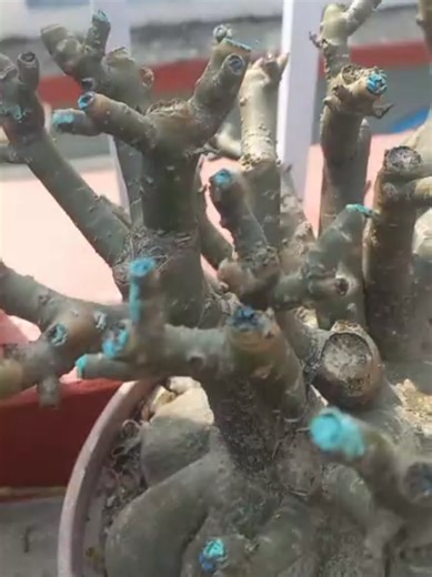 Understanding the Adenium Life Cycle