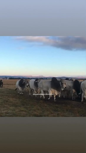 Let’s take a stroll with Brahman Giants 🤠 ❇️❇️ BRAHMAN BULLS ❇️❇️ 🤠🥩#bulls #brahman #cowsforsale #availablenow LIVESTOCK EXPORTERS SOUTH AFRICA,We are number one exporters of BRAHMAN CATTLE, a few of our other Live stocks include; 1.cattle, 2.dairy, 3.sheep, 4rabbits, 5.ostrich, 6.Turkey, 7.Boer GoatsAnd a well-developed poultry and egg industry .On all inquiries on our Premium Quality Livestock, contact;Email: info.livestockexporters@gmail.com Call / Text / Whatsapp : 27 (0) 680 718 656Thank