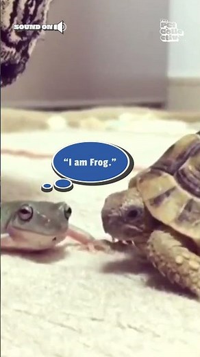Turtle Gives Frog a Ride on Their Back