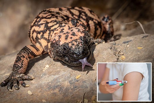The surprising role lizard venom played in inventing Ozempic — as FDA warns about fakes being sold