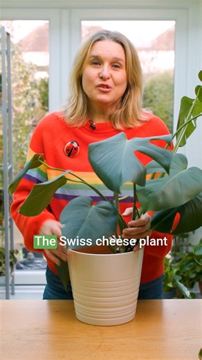 How do you know when to water your Swiss cheese plant (Monstera deliciosa)? Watch as house plant expert Jane Perrone shows you the simple way to ensure your plant thrives, without over or under-watering it. These tropical beauties are fairly low-maintenance, and are generally pest- and disease-free. | BBC Gardeners' World Magazine