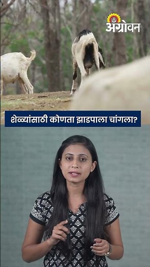 Goat Fodder Management : शेळ्यांना हा चारा द्यायलाच हवा |Agrowon
