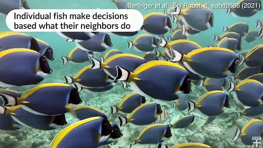 School of robotic fish built by Harvard researchers seen in clip