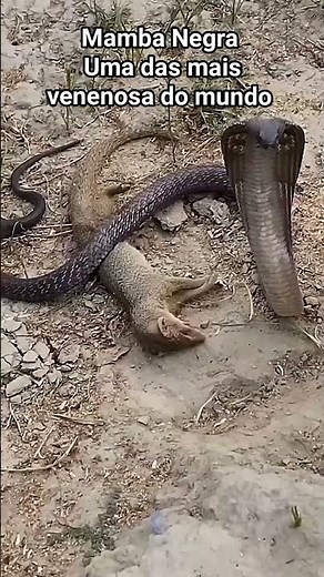 Mamba Negra - uma das serpentes mais venenosa do mundo