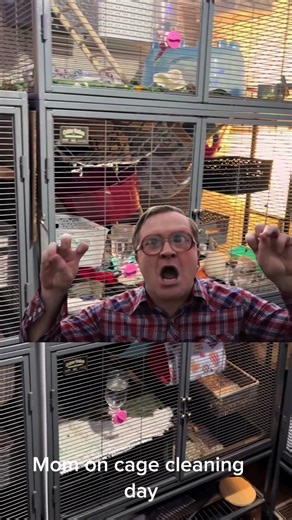 #Meme #MemeCut #ratsoftiktok #rats Mom on cleaning days. | rat