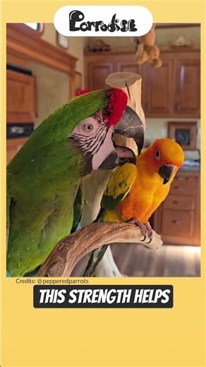 How Strong Is A Macaw Bite? 🦜