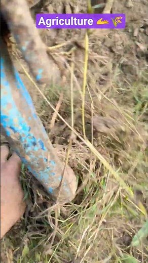 Agriculture 🫴🌾 #tractor #agriculture #farming