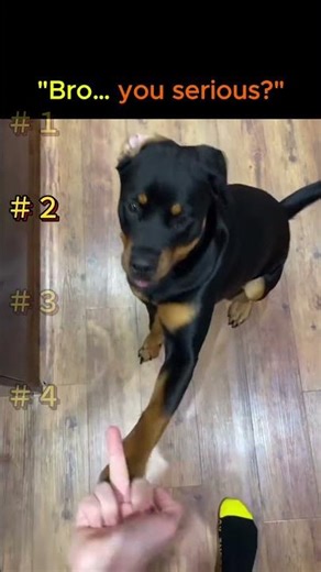 What Happens If You Flip Off Your Dog? 犬に中指たててみた