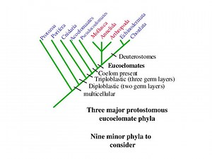 Nine minor phyla to consider - SlideServe