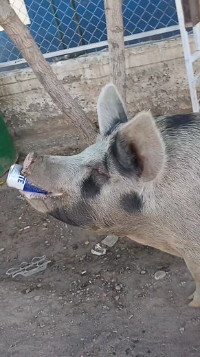 1.9M views · 38K reactions | Mara la alcohólica 藍 | Portillo Eliza Guillermo | Facebook