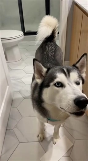 Husky Responds to Bathroom Mess With Unexpected “Help” Indoor bathroom, evening — A small bathroom mishap turns into a perfectly timed moment of comedy and loyalty when a husky decides to step in and offer assistance—whether it was asked for or not. The clip opens with a husky standing confidently in the doorway of a modern bathroom, a long strip of toilet paper clenched neatly in its mouth. Its posture is calm and deliberate, tail raised and gently wagging, as if it’s on an important mission. I