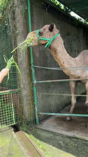 Feeding a camel