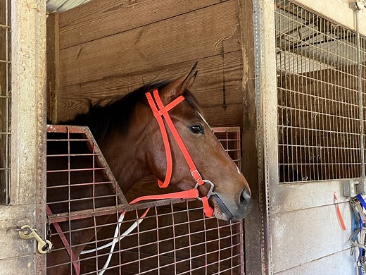 Why Do Horses Paw The Ground And Stomp Their Feet? 7 Reasons