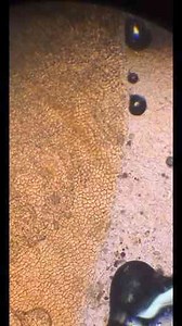 Under the Microscope: Nature’s Secret Details Uncovered