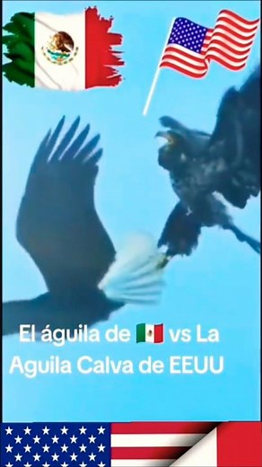 🦅🇲🇽 Golden Eagle vs. Bald Eagle 🇺🇸... #Mexico #UnitedStates #GoldenEagle #BaldEagle #BirdsOfPrey