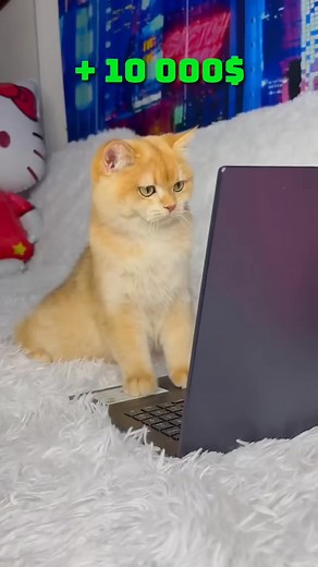 110K views · 2.7K reactions | My cat gave me a new phone  #cat #cats #catsofinstagram #catlovers #smartphone #phone | Shailesh Rajput | Facebook