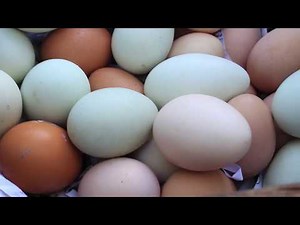 Why Are The Eggs Different Colors?