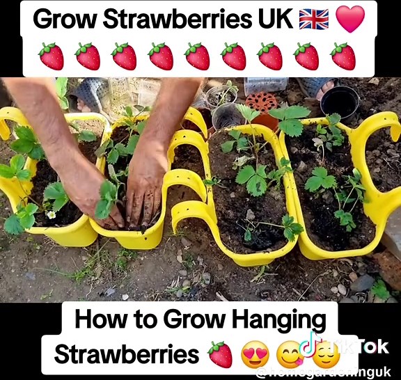 Grow Hanging Strawberries Successfully in the UK