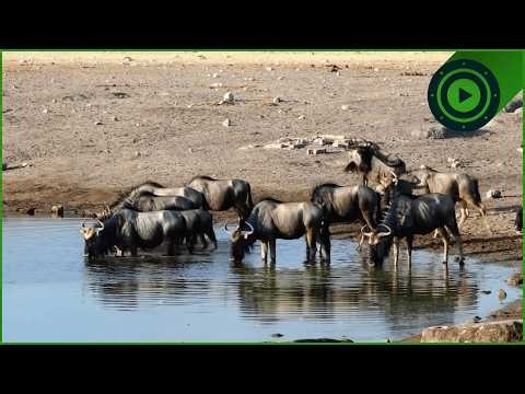 1 Hour of Stunning Nature Visuals and Relaxing Music | 4K