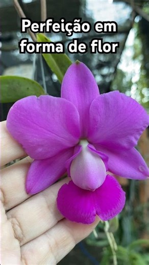 Orquídea perfeita